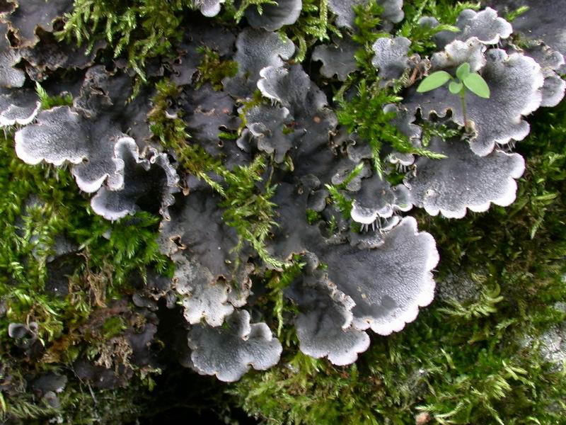 Peltigera praetextata